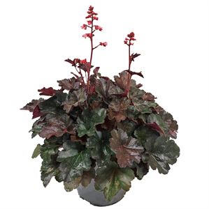 Bild von VP Heuchera P19 Villossa Hip Hip Hooray